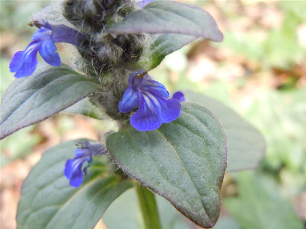 Ajuga reptans